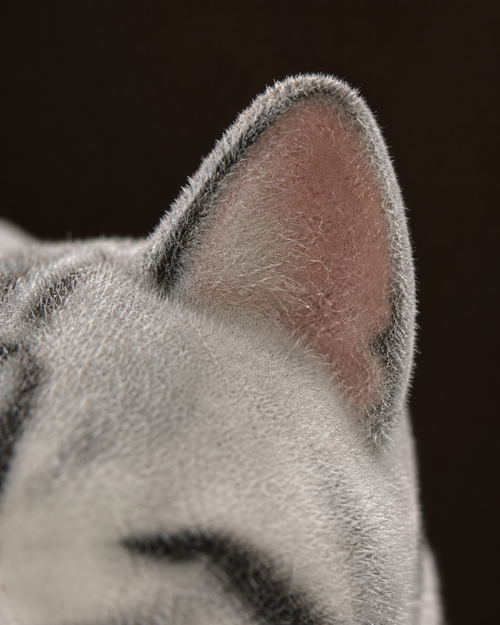 True markings